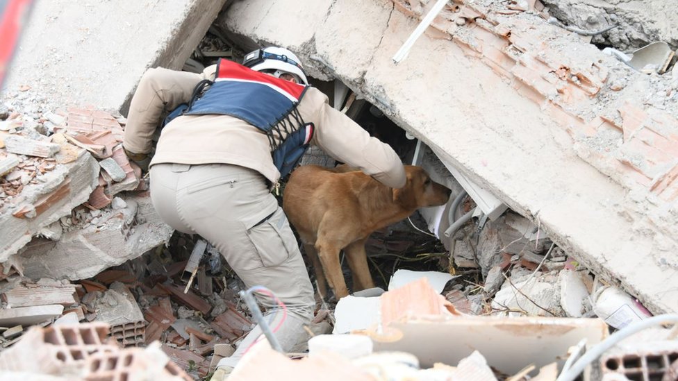 Search and rescue dog looks for people in the wreckage of a building