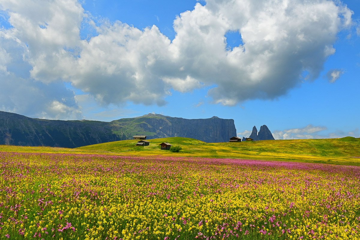 Flowers in The Dolomites, South Tyrol