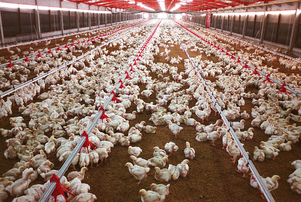 Imagen de miles de pollos en un galpón de crianza de pollos