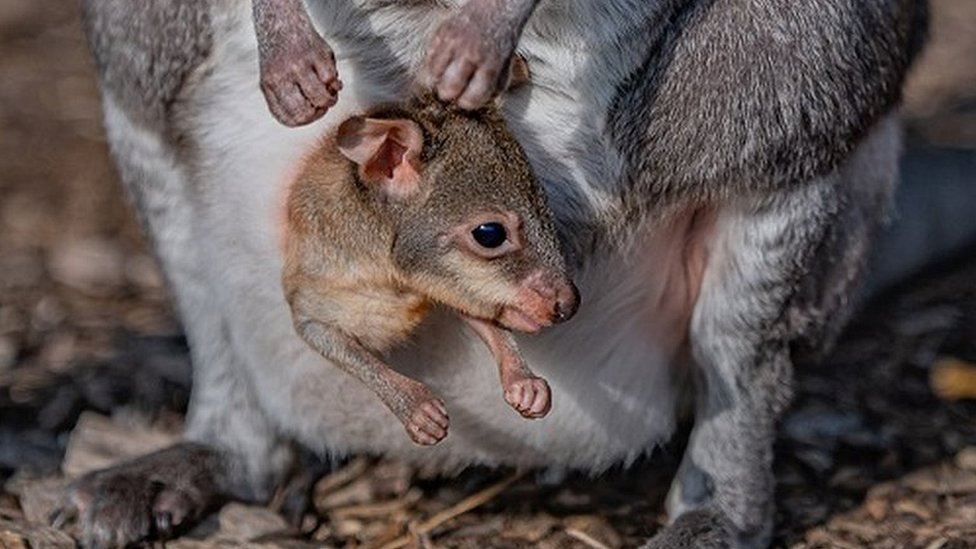 Chester Zoo: Rare baby wallaby emerges from mother's pouch - BBC News