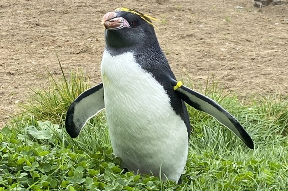 Макаронный пингвин