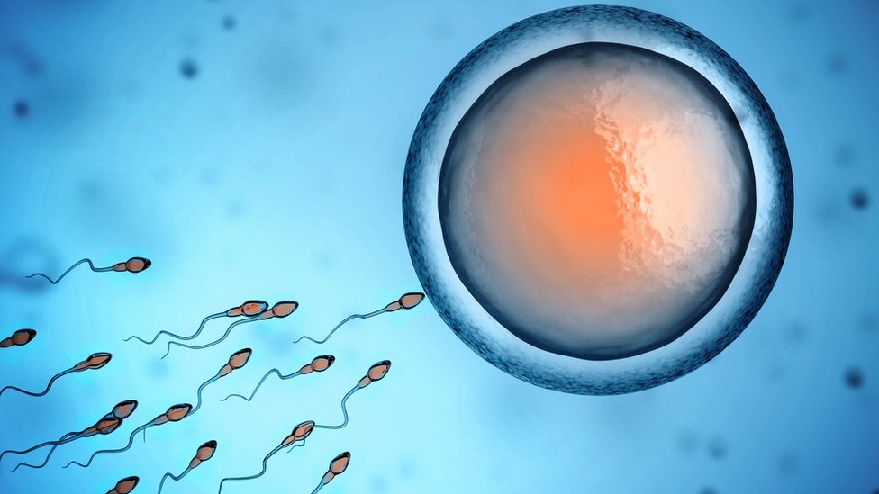 Сперма и яйцеклетка человека