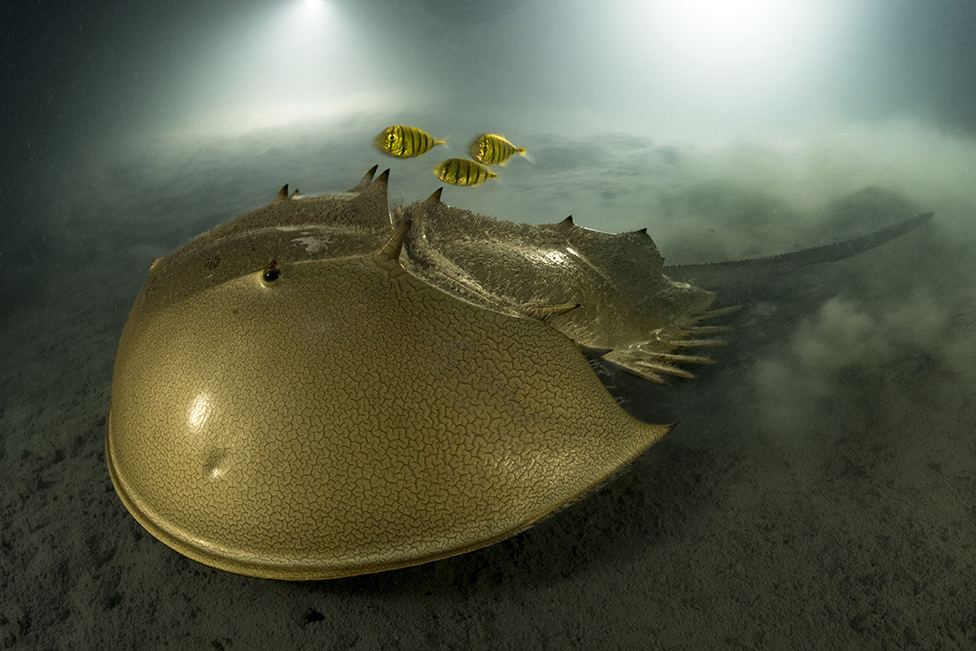 A tri-spine horseshoe crab and a trio of golden trevallies