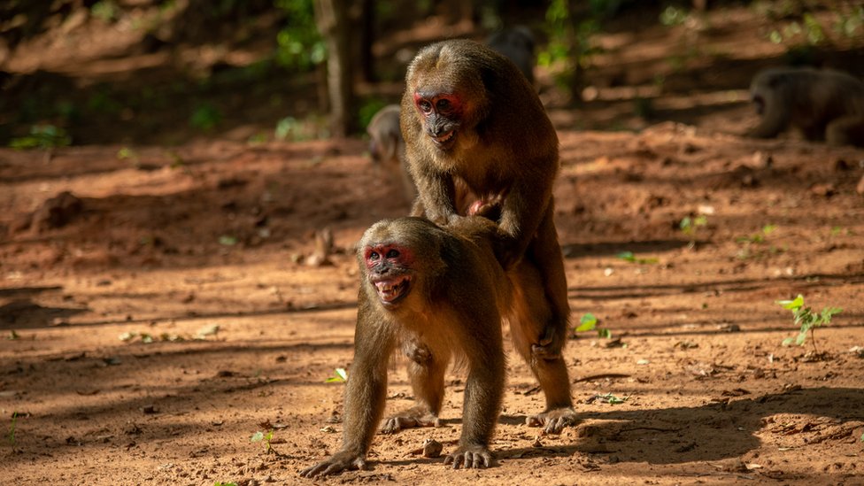 A pair of tailed macaques mating.