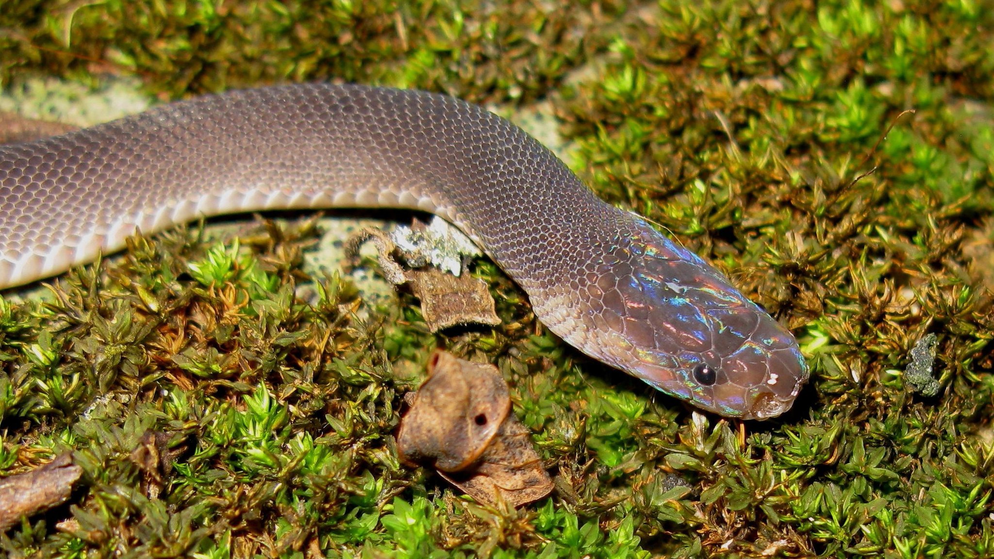 Rainbow 'Ziggy Stardust' snake among new Mekong delta discoveries - BBC News