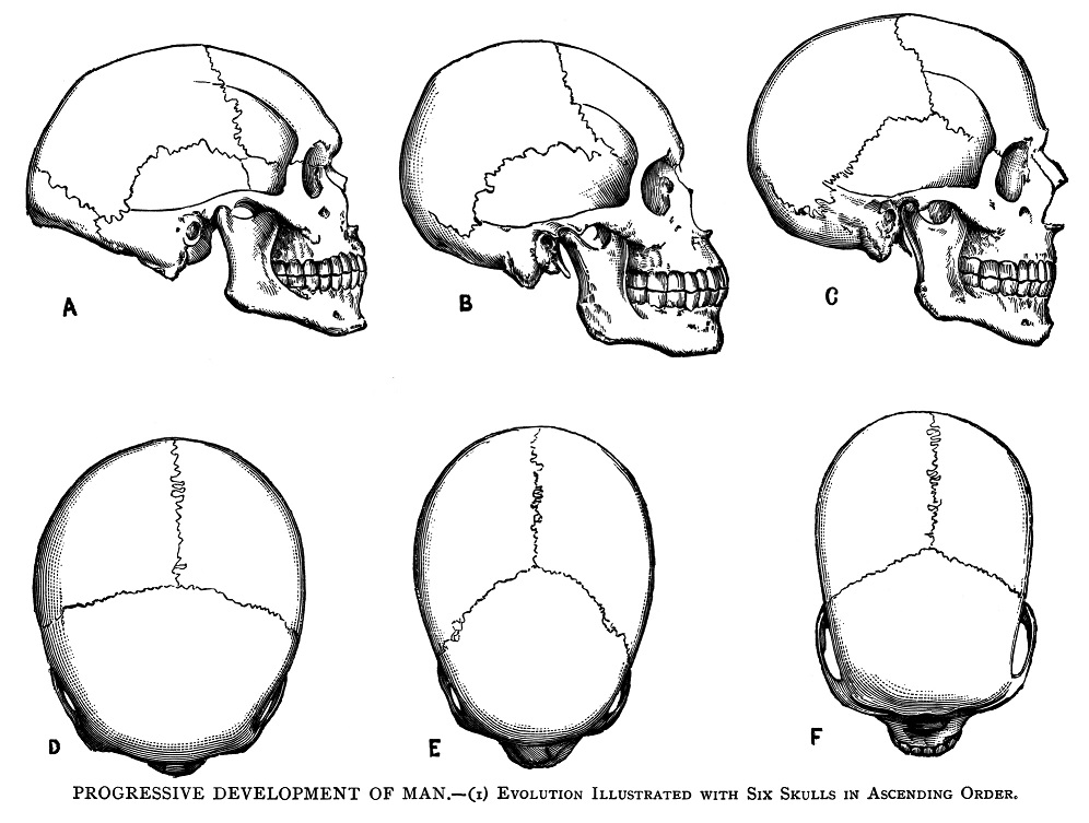 Imágenes de cráneos