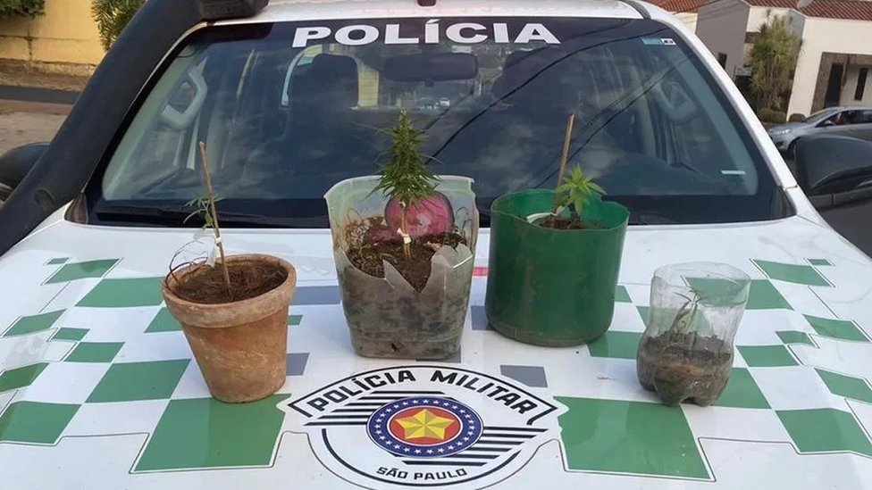 Quatro pequenos pés de maconha plantados em vasos e garrafas pet sobre capô de viatura da PM de São Paulo