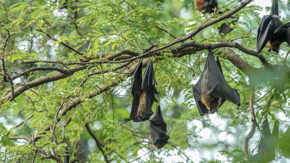Fruit bats hanging from a tree