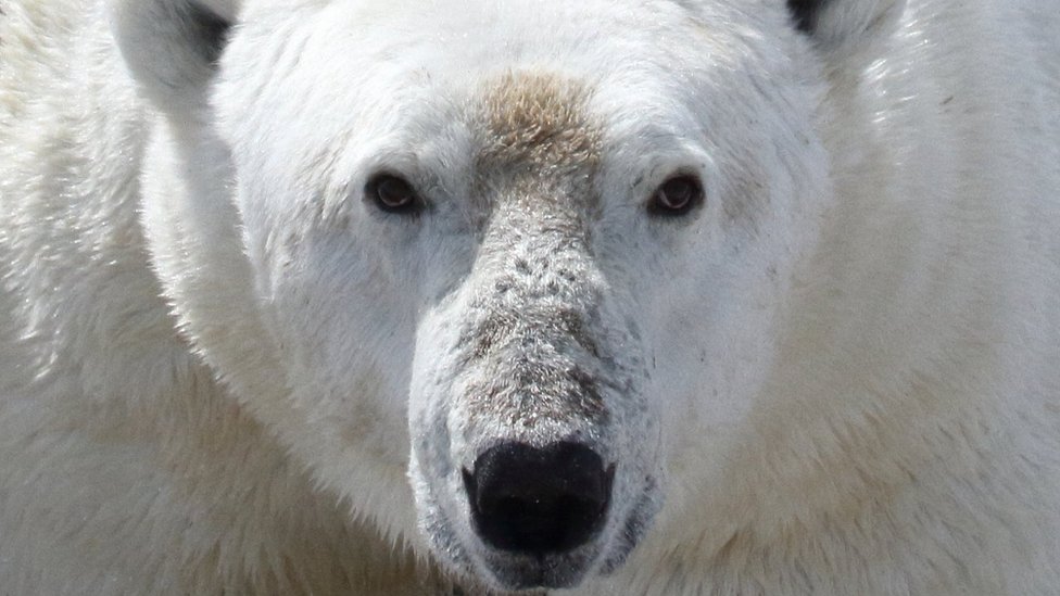 Climate change: Polar bears face starvation threat as ice melts