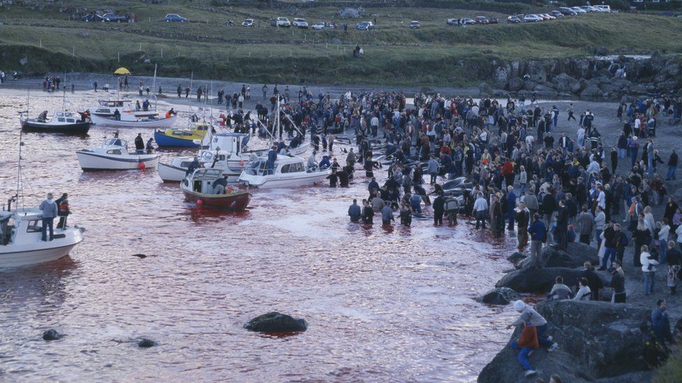 Caza de ballenas en Islas Feroe.