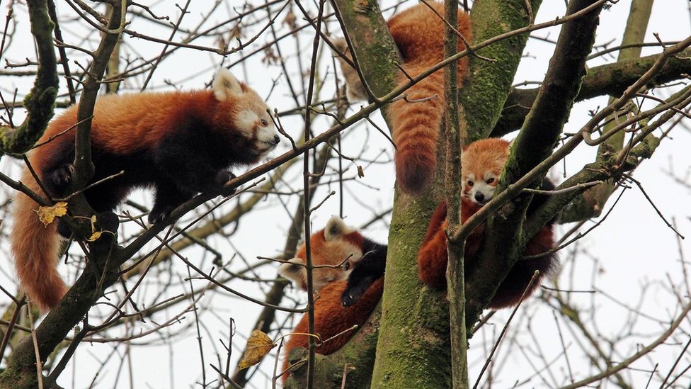Семья из четырех красных панд в зоопарке Белфаста