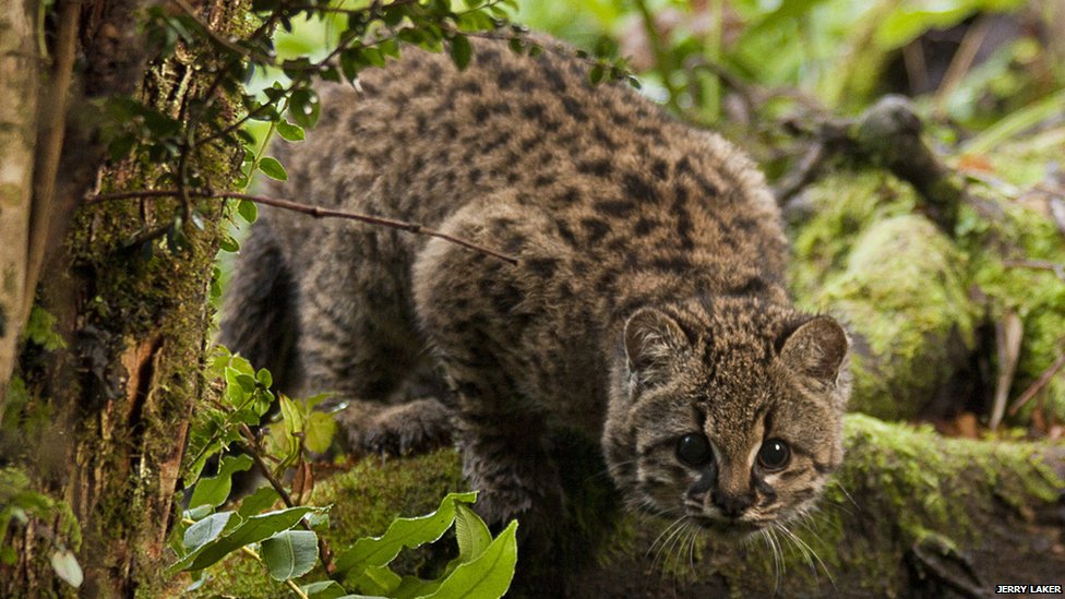 Hope for threatened 'little tiger cat