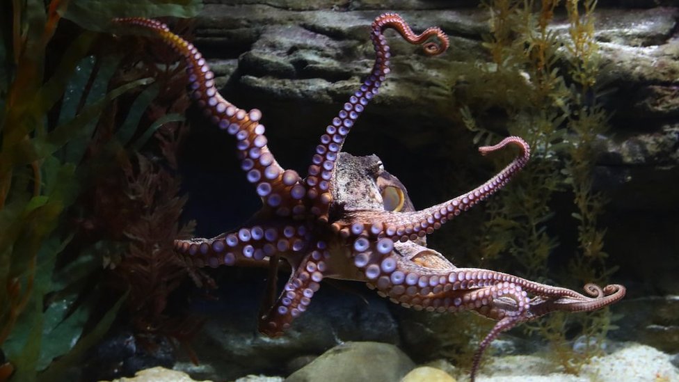 Hobotnica u akvarijumu u Melburnu