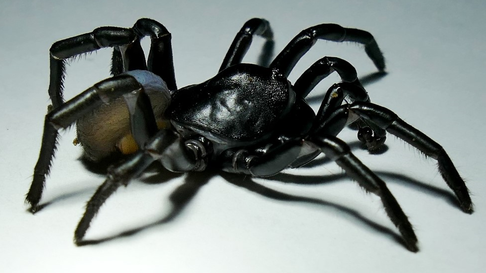 ZOO MIAMI HELPS DISCOVER A BRAND NEW SPIDER SPECIES IN MIAMI