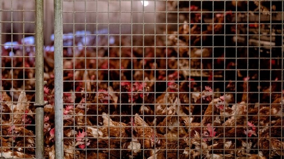 Hollanda'daki kanatlı hayvan çiftliklerinde geçen yıl 500 binden fazla tavuk itlaf edildi.