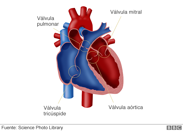 Una de las técnicas desarrolladas por Del Nido permite la reconstrucción de la válvula mitral. Otro procedimiento hace crecer un ventrículo no desarrollado. Foto: Science Photo Library Ilustración que muestra las válvulas del corazón Science Photo Library