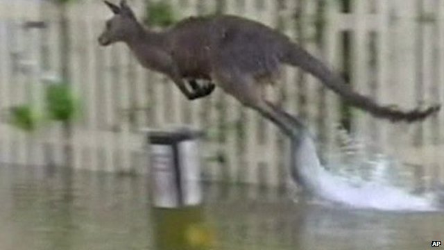 Kangaroo jumping through floodwaters in the Australian town of St George's Basin, NSW