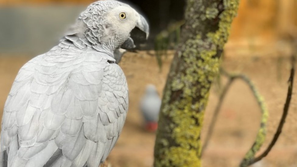 Friskney S Swearing Parrots To Gain Discreet Aviary Bbc News