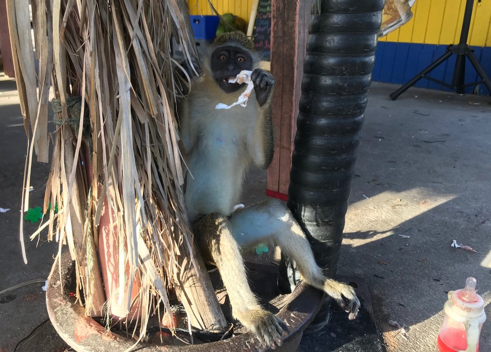 Monkey seen tied up at a city bar