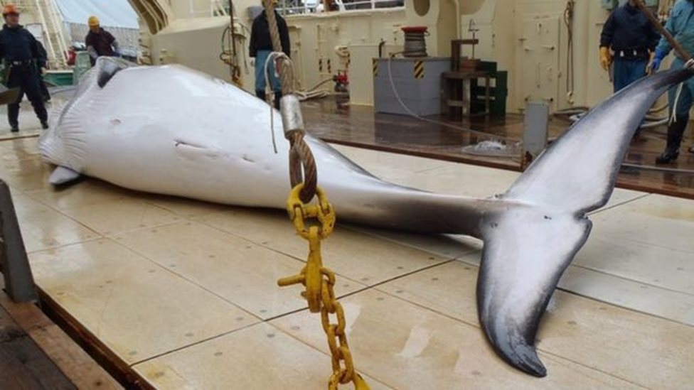日本每年捕殺300-400頭鯨魚。