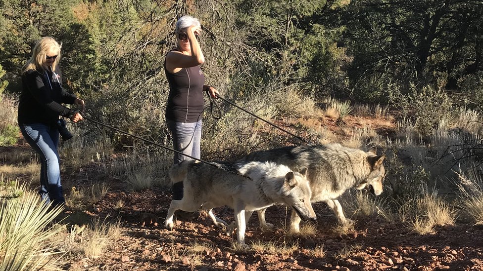 wolf on a leash