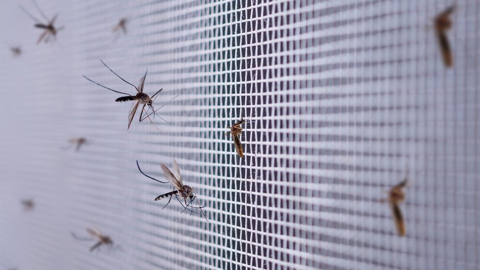 Komarci na mreži