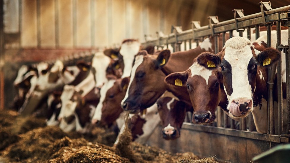 David Benatar también aboga por dejar de criar animales de granja para nuestra alimentación. Vacas en un establo