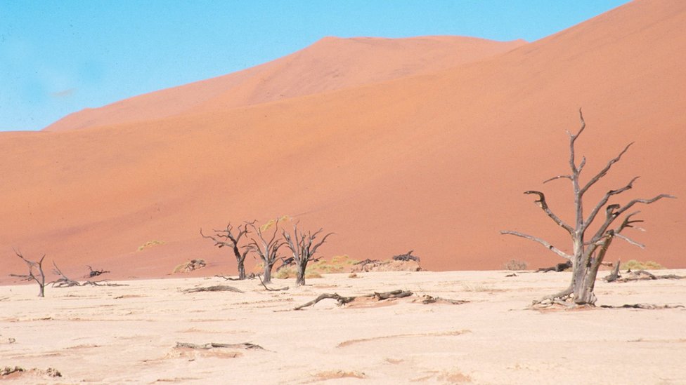 Withered trees in sand in front of a sand dune in Soussusvlei, Deadvlei in Namibia.