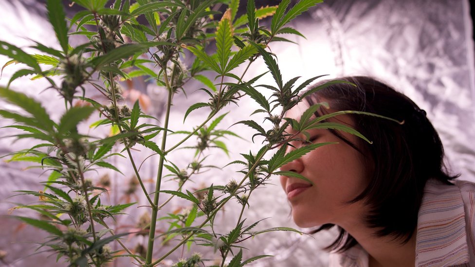 無處不在的鮮綠色五尖葉：泰國如何在短時間內成為東南亞「大麻天堂」？