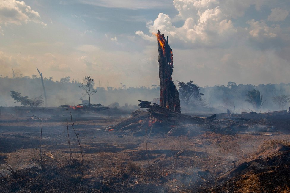 亞馬遜雨林火災