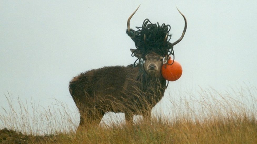Stag with fishing gear in antlers