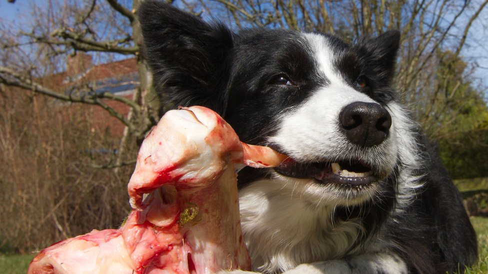pas koji jede sirovo meso
