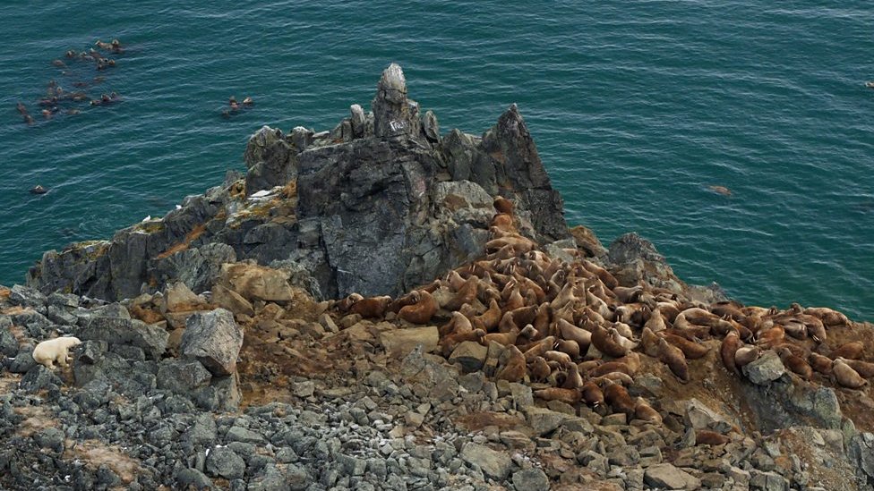 海邊岩石上的海象群