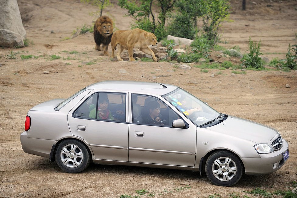 На снимке, сделанном 2 июня 2010 года, китайские посетители сидят в своих машинах, любуясь львами в парке Бадалин возле Великой китайской стены за пределами Пекина.