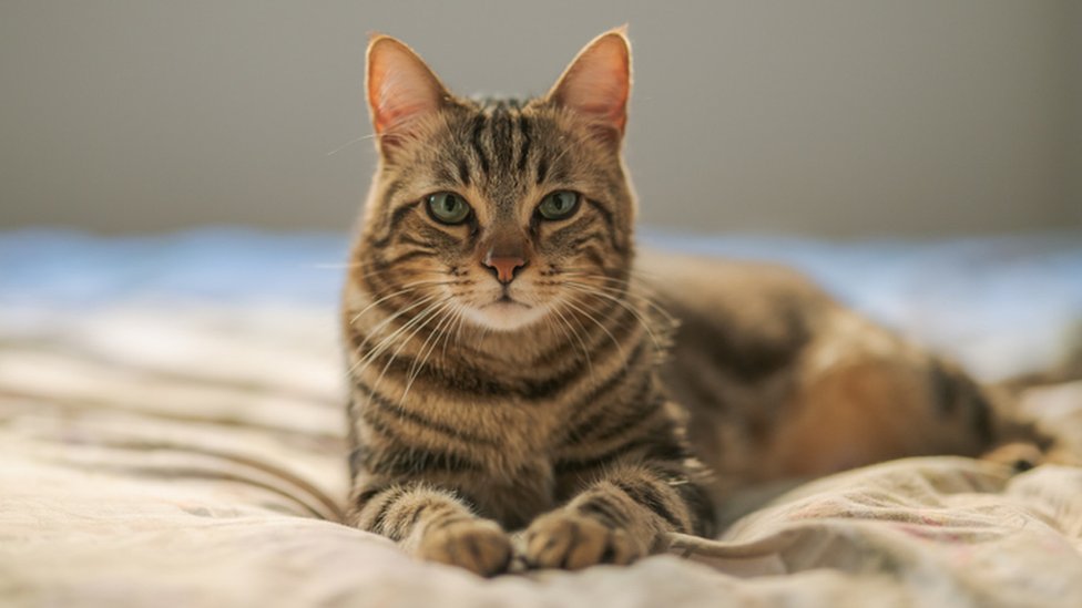 Coronavirus: Cat owners fear pets will make them sick - BBC News