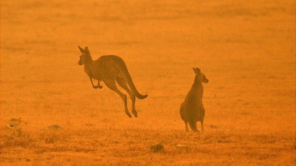 ਆਸਟਰੇਲੀਆ ਦੇ ਜੰਗਲਾਂ ਦੀ ਅੱਗ Australia bushfires