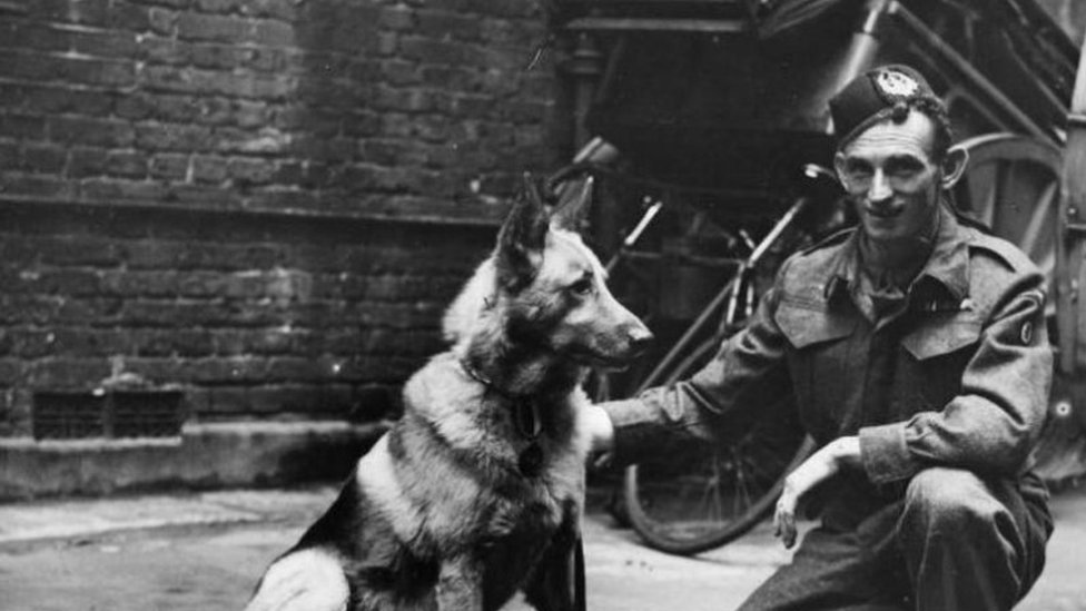 Хан, немецкая овчарка, служившая в британской армии во время Второй мировой войны со своим наставником Джимми Малдуном