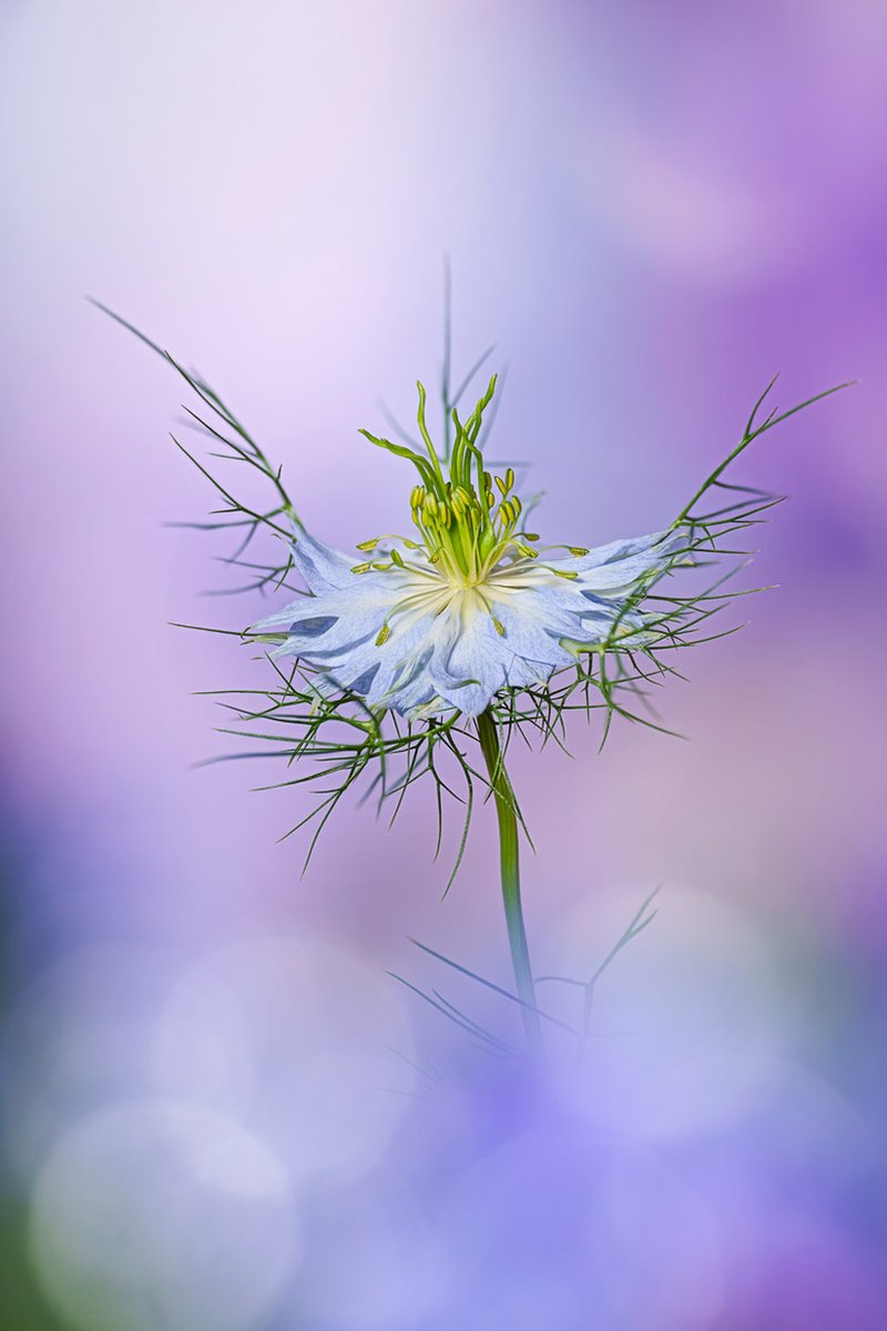 Nigella flower