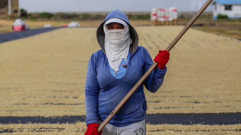 Nicaragua es el país con el sueldo mínimo más bajo de América Latina. Explotación cafetera en Nicaragua.
