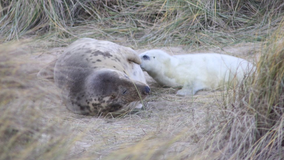 Мать тюленя и щенок в Хорси, Норфолк