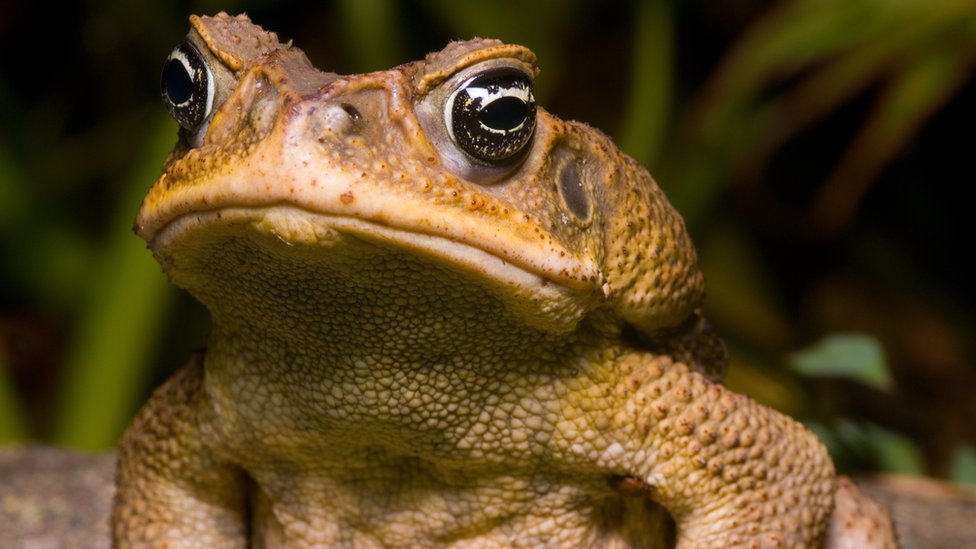 Sapo de caña