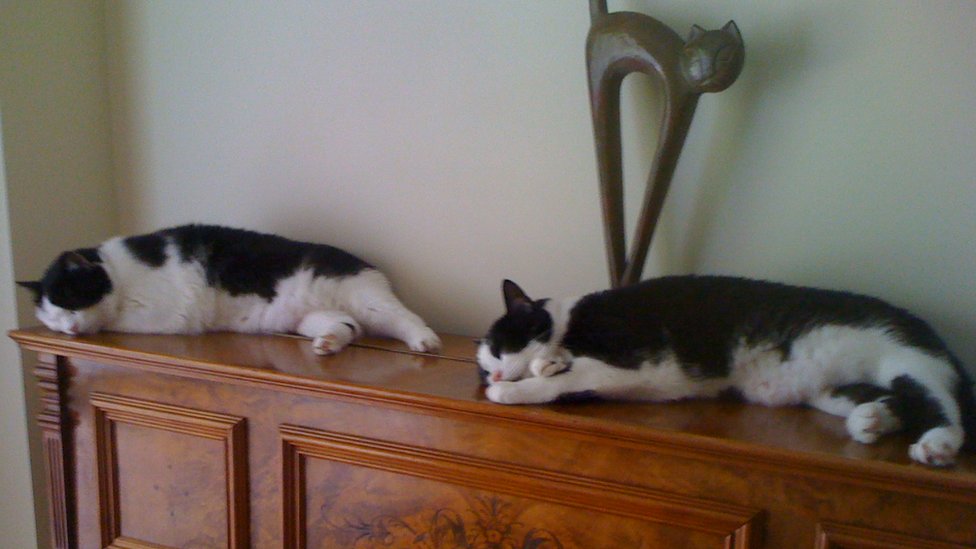 Спящие кошки Скутер и Харриет