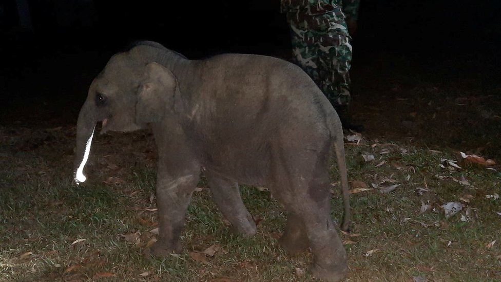 A baby elephant is seen after having received a CPR by a rescue worker after a motorcycle crash in Chanthaburi province
