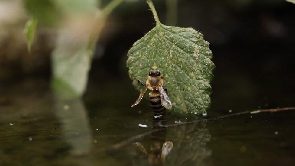 Пчела вылезает из воды