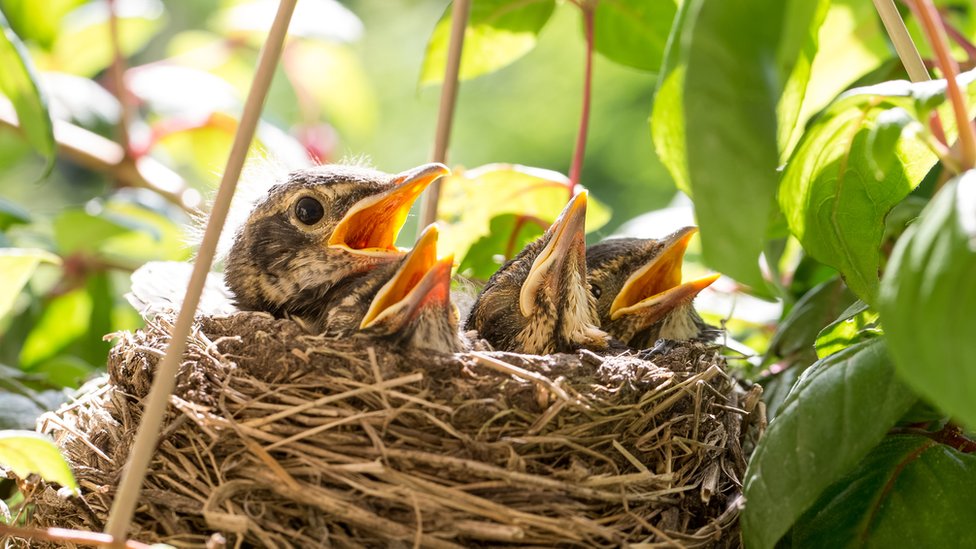 Birds building nests in 'eggstraordinary' places - BBC Newsround