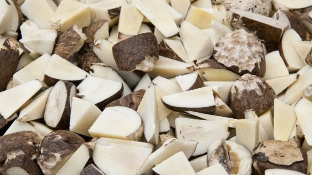 El corazón blanquecino de la tagua se torna excepcionalmente dura una vez que se seca. Semilla de tagua