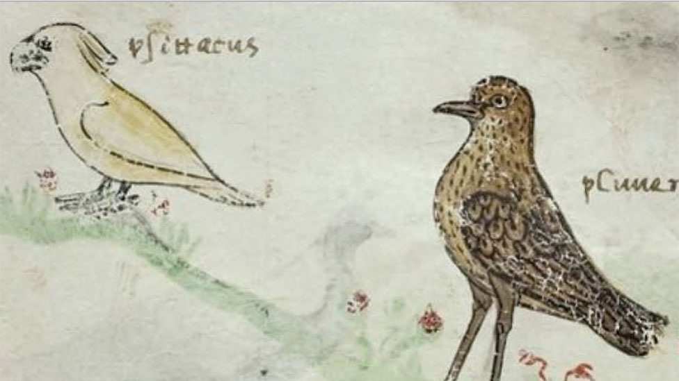 Uno de los dibujos de la cacatúa