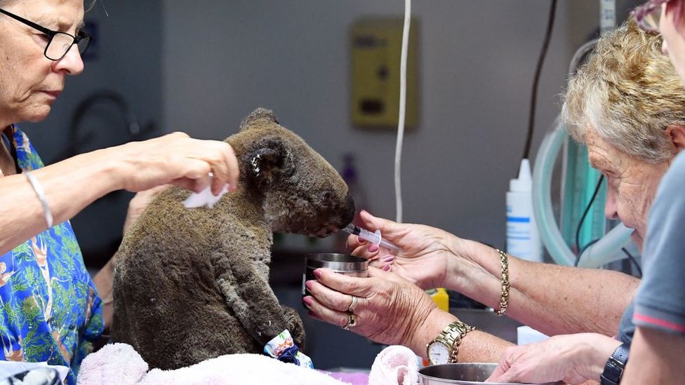 Yangından etkilenen ve susuz kalan bir koala Port Macquarie Koala Hastanesi'nde tedavi görüyor.