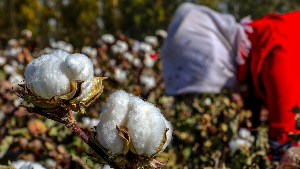 中國生產佔全球約20％的棉花，其中大部分來自新疆。