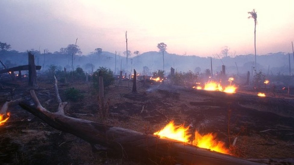 Gran parte de la Amazonía, descrita como el pulmón del mundo, está siendo destruida.